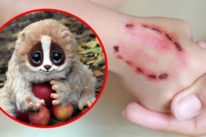 10 Cute Animals That Are Actually Deadly