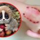 10 Cute Animals That Are Actually Deadly