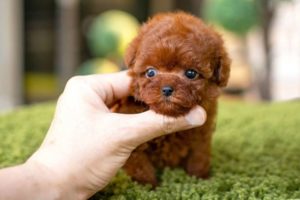 10 Dog Breeds That Have The Cutest Puppies