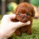 10 Dog Breeds That Have The Cutest Puppies