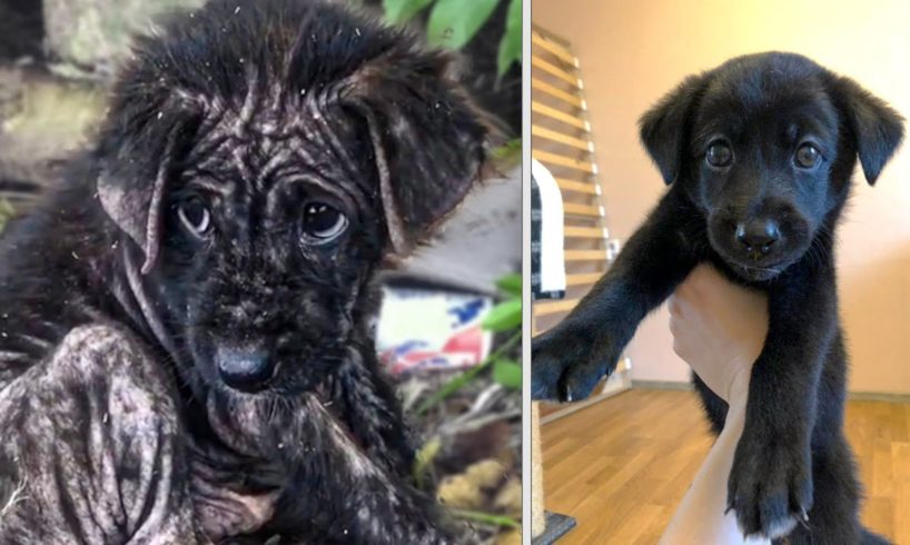 ? 10 Exciting Animal Rescues!