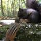 10 Hours of Forest Animals - Videos for Pets - Oct 4 2020