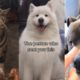 10 More Minutes Straight of the Cutest Pets on Tik Tok ?