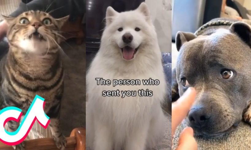 10 More Minutes Straight of the Cutest Pets on Tik Tok ?