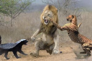 10 Most Aggressive Animals in the World