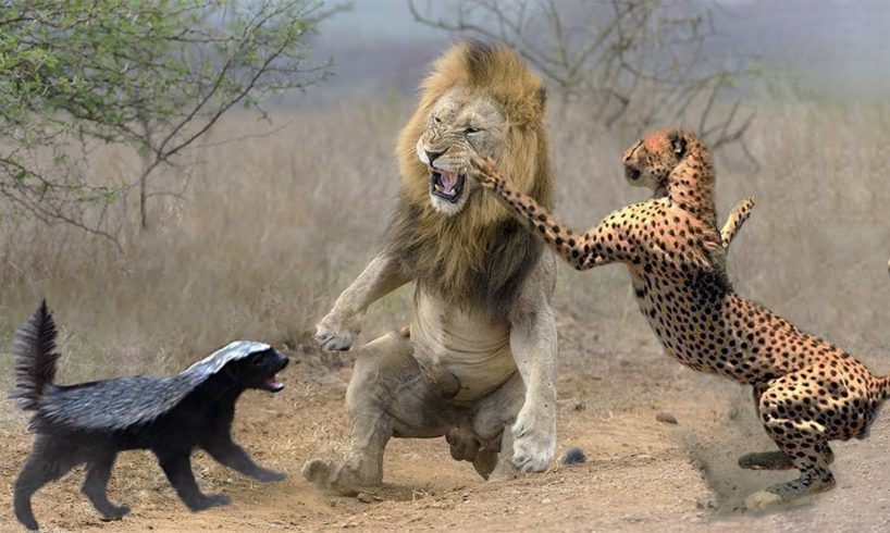 10 Most Aggressive Animals in the World