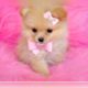 10 cutest puppies  in the world
