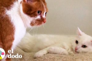 10 razones por las que los gatos son como niños | El Dodo