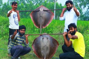 100 Kgs GIANT STINGRAY Fish Cooking | Monster SeaFood Stingray  Cutting and Cooking | Nawabs kitchen