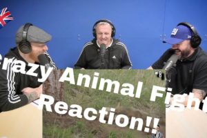 14 CRAZIEST Animal Fights Caught On Camera REACTION!! | OFFICE BLOKES REACT!!