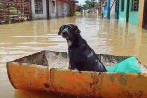 14 Emotional Animal Rescues ?