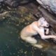 15 Amazing Animal Rescues