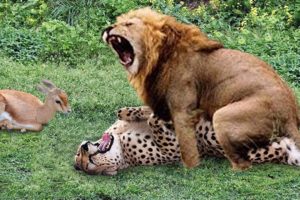 15 CRAZIEST Animal Fights Caught On Camera - Wildebeest Vs Cheetah, Eagle vs snake, Lion Vs Monkey..