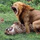 15 CRAZIEST Animal Fights Caught On Camera - Wildebeest Vs Cheetah, Eagle vs snake, Lion Vs Monkey..