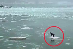 15 Heartbreaking Animal Rescues From Water ?