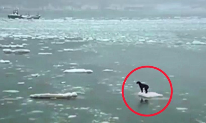 15 Heartbreaking Animal Rescues From Water ?