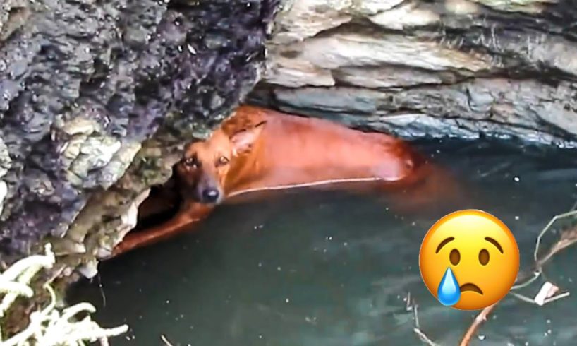 15 Inspiring Animal Rescues | Poor Dog Rescued From Water