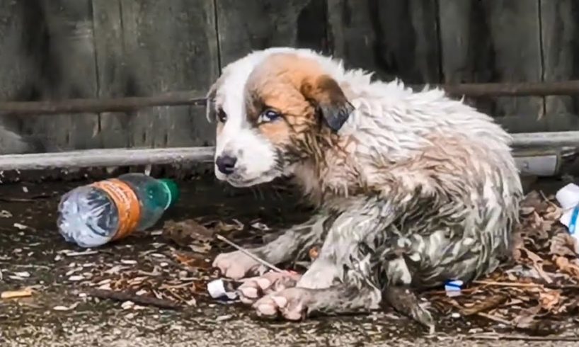 15 Outstanding Animal Rescues