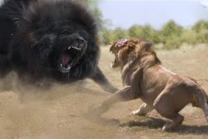 15 Times Land Animals Messed With The Wrong Opponent #2