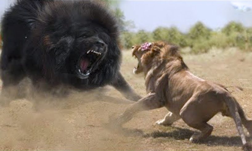 15 Times Land Animals Messed With The Wrong Opponent #2