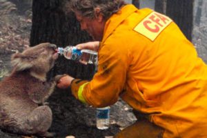? 15 Touching And Inspiring Animal Rescues ?