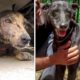 15 Very Touching  Animal Rescues ?