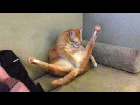Funniest Animals ? - Funny animal videos can't help but laugh 2021 ? - Cutest Animals Ever