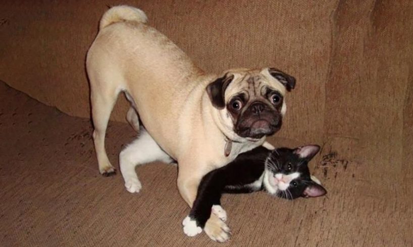 Funniest Animals ? - Funny animal videos can't help but laugh 2021 ? - Cutest Animals Ever