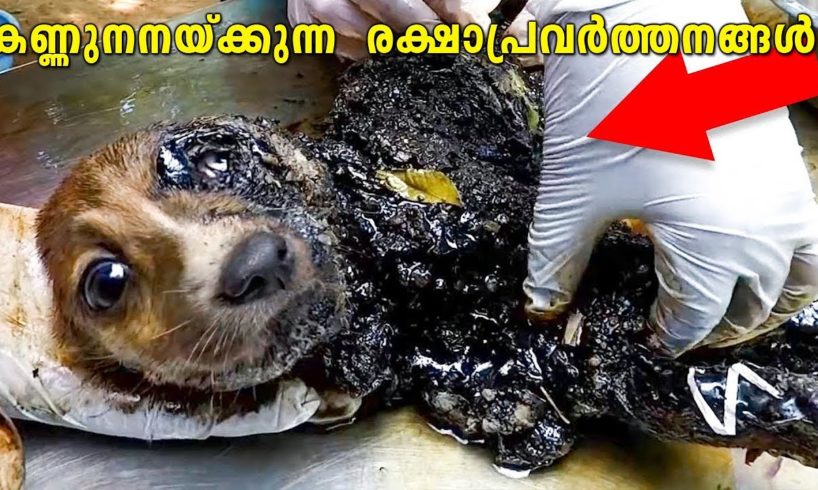 ഇത് കാണുമ്പോൾ നിങ്ങളുടെ മനസ്സ് നിറയും തീർച്ച | Inspirational Animal Rescues | Emotional-Inspiration