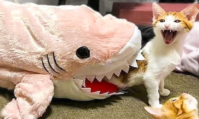 Funniest Animals ? - Best Of The 2020 Funny Animal Videos ? - Cutest Animals Ever