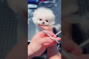 Cute Pomeranian pets compilation 2021 | Cutest Puppies videos