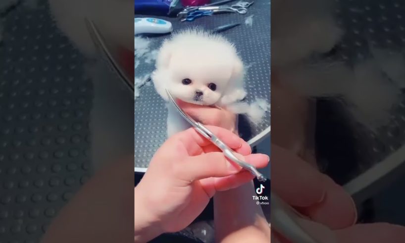 Cute Pomeranian pets compilation 2021 | Cutest Puppies videos