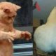 Funniest Animals ? - Best Funny Videos Of Animals 2021 ? - Cutest Animals Ever