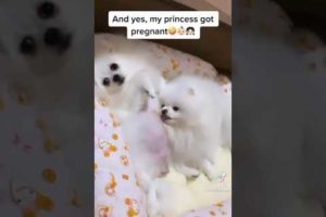 Cute Pomeranian pets compilation 2021 | Cutest Puppies videos