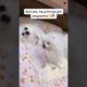 Cute Pomeranian pets compilation 2021 | Cutest Puppies videos