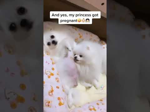 Cute Pomeranian pets compilation 2021 | Cutest Puppies videos