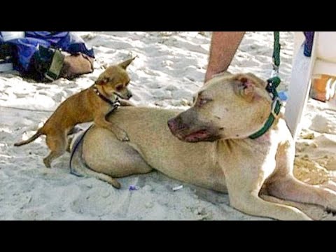 Funniest Animals Ever ? - Awesome Funny Animals' Life Videos - Funniest Pets ?