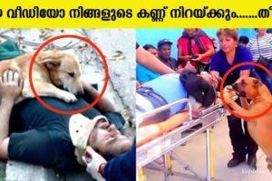 ഇത് കാണുമ്പോൾ നിങ്ങളുടെ മനസ്സ് നിറയും തീർച്ച | Inspirational Animal Rescues | Emotional-Inspiration