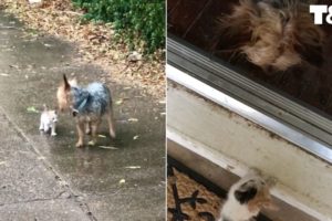 Dog Rescues Tiny Abandoned Kitten By Bringing It Home