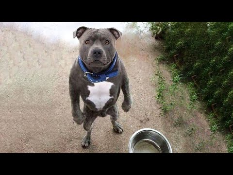 Funniest Animals Ever ? - Awesome Funny Animals' Life Videos - Funniest Pets ?
