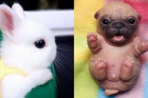 Cute baby animals Videos Compilation cute moment of the animals - Cutest Animals #5