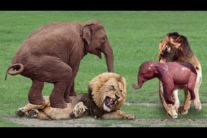 Most Amazing Moments Of Wild Animal Fights! Wild Discovery Animals/Amazing animals Part-15 #Shorts