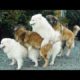 Funniest Animals Ever ? - Awesome Funny Animals' Life Videos - Funniest Pets ?