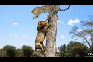 Lion vs Leopard - Most Amazing Moments Of Wild Animal Fights - Wild Discovery Animals 2021