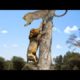 Lion vs Leopard - Most Amazing Moments Of Wild Animal Fights - Wild Discovery Animals 2021