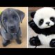 Cute baby animals Videos Compilation cutest moment of the animals   Cutest Puppies #5