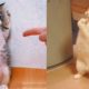 Funniest Animals - Best Of The 2021 Funny Animal Videos #11