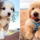 Cute baby animals Videos Compilation cutest moment of the animals - ? Cutest Puppies #5 ?