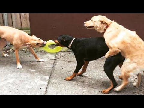 Funniest Animals Ever ? - Awesome Funny Animals' Life Videos - Funniest Pets ?