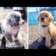 Cute baby animals Videos Compilation cutest moment of the animals - ? Cutest Puppies #8 ?
